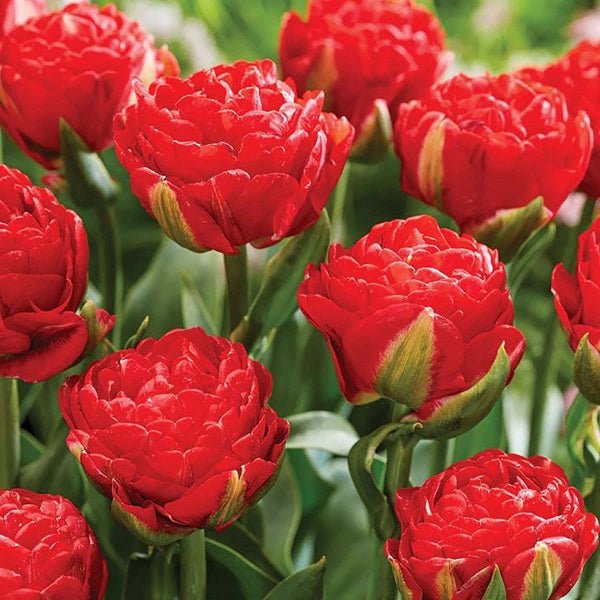 Tulip Pamplona Red Bulb