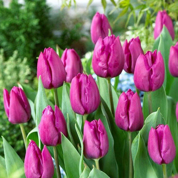 Tulip Purple Raven Bulb