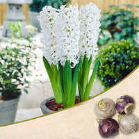 White Pearl Bulb