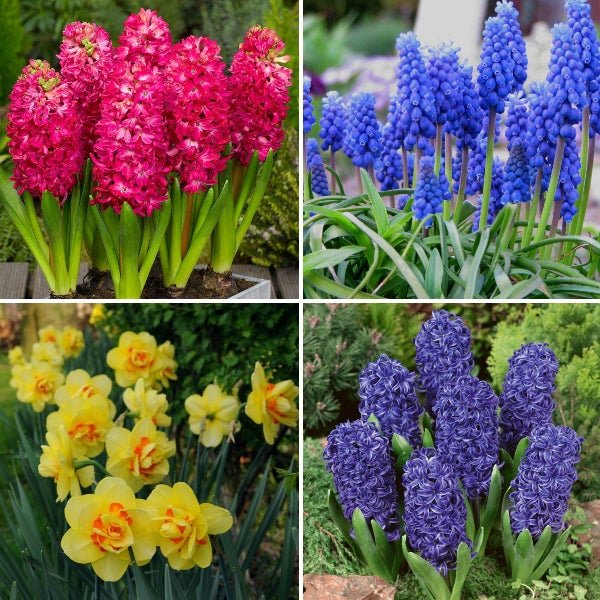 Winter Special Flower Bulbs