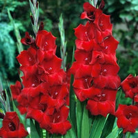 Oscar Red Bulb