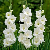 Pearl Priscilla Creamy White Bulbs