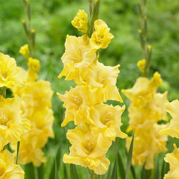 True Yellow Bulbs