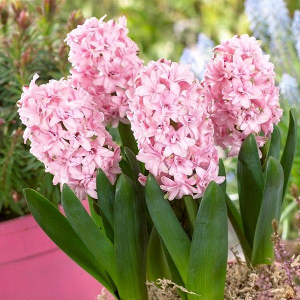 Rosette Double Pink Bulb