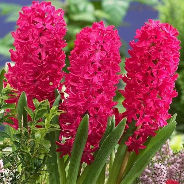 Scarlet Pearl Pink Bulb