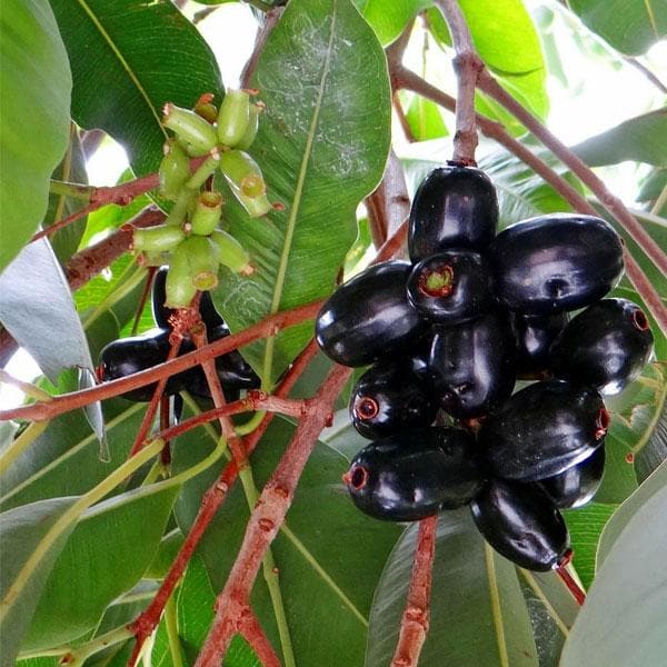 Jamun Fruit Tree Seeds