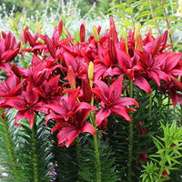 Lilium Blackout Red and Black Bulbs