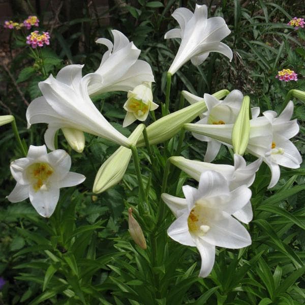 Lilium Longiflorum Easter Lily White Bulb