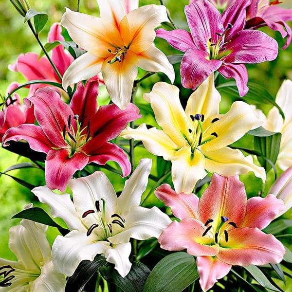 Lilium Mix Color Bulb