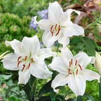 Lilium Star Lily White Bulb