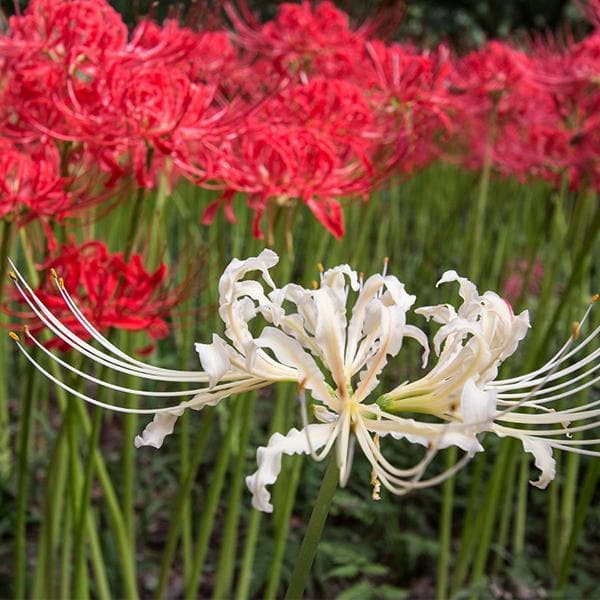 Lycoris Spider Lily Random Color Bulbs