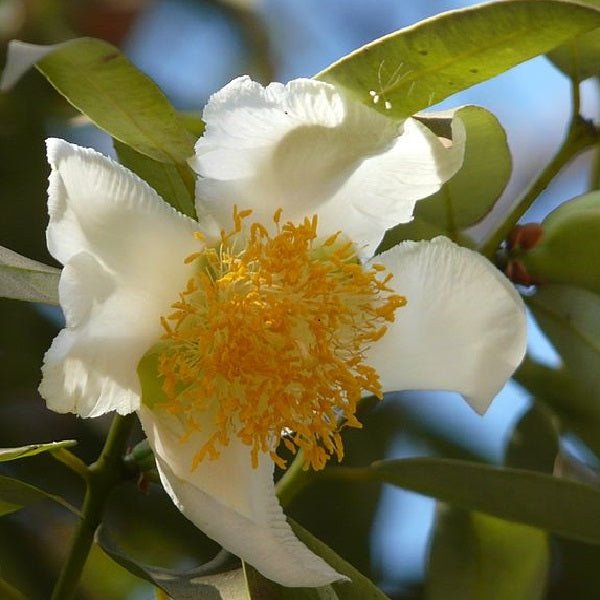 Mesua Ferrea Nagkeshar Seeds