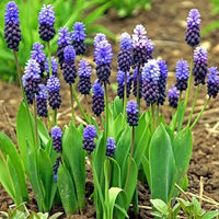 Muscari Latifolium Blue Bulbs