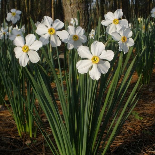 Daffodil Poeticus Nargis White Bulb