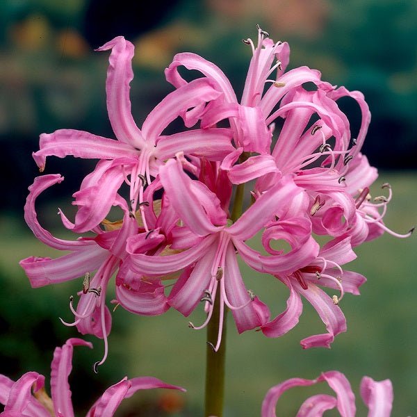 Nerine Lily Pink Bulb