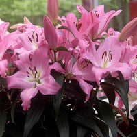 Lily Albufeira Pink White Bulb