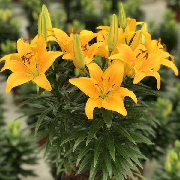 Lily Serrada Yellow Bulb