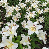 Lily Zambesi Trumpet White Bulb