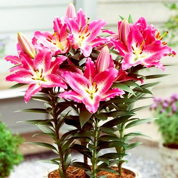 Paradero Lily Pink White Bulbs