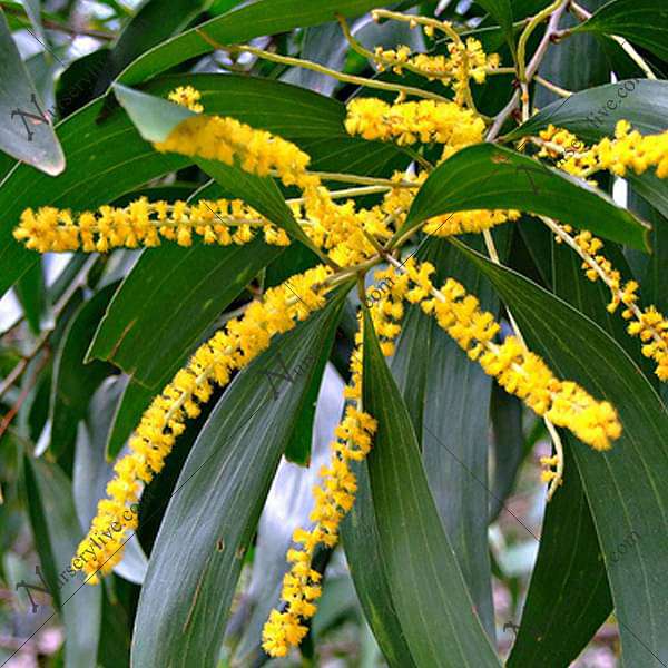 Acacia Auriculiformis, Australian Babul - Seeds