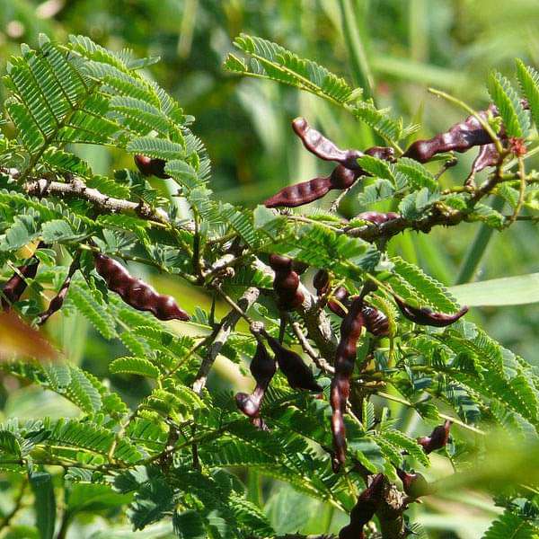 Organic Shikakai Acacia Concinna Seeds