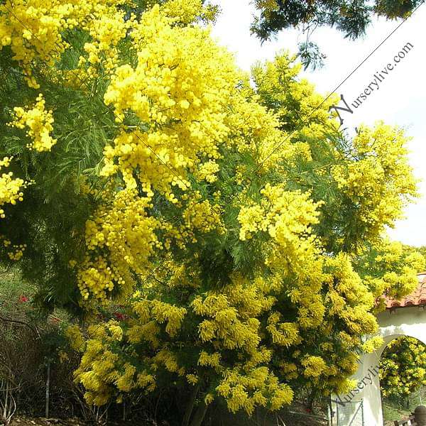 Acacia Decurrens, Black Wattle - Seeds