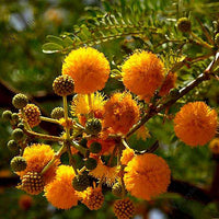 Fragrant Acacia Farnesiana Tree Seeds