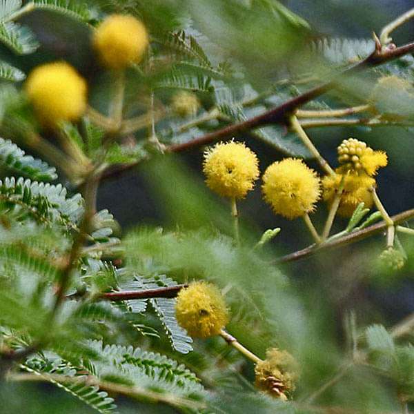 Hardy Acacia Nilotica Babul Seeds