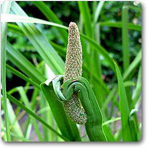 Aromatic Acorus Calamus Plant Seeds