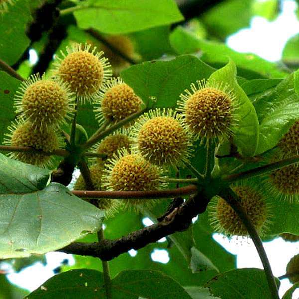 Adina Cordifolia Tree Seeds