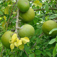 Aegle Marmelos, Bel Tree, Bilva Patra - Seeds