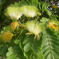 Albizia Lebbeck Seeds