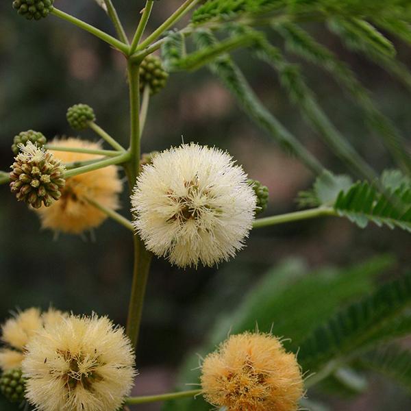 Albizia Odoratissima Seeds