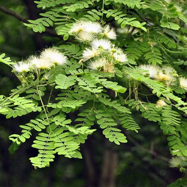 Albizia procera Siris Seeds