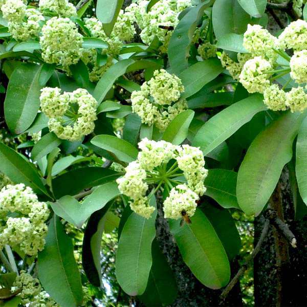 Alstonia Scholaris Ditabark Seeds