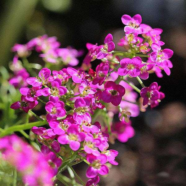 Alyssum Rosie O'Day Flower Seeds