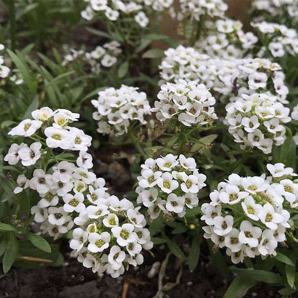 Alyssum Snow Carpet Seeds