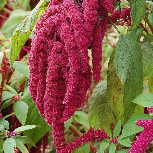 Amaranthus Cadatus Red Desi Flower Seeds