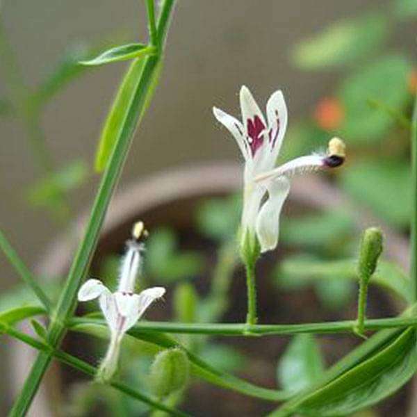 Andrographis Paniculata, Kalmegh - Seeds