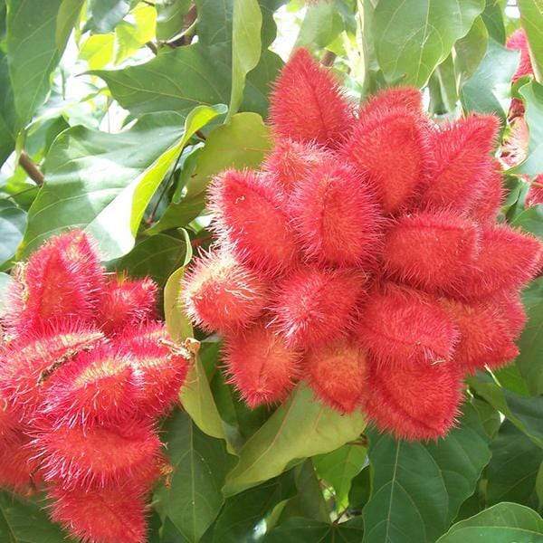 Colorful Annatto Seed for Natural Dye seeds