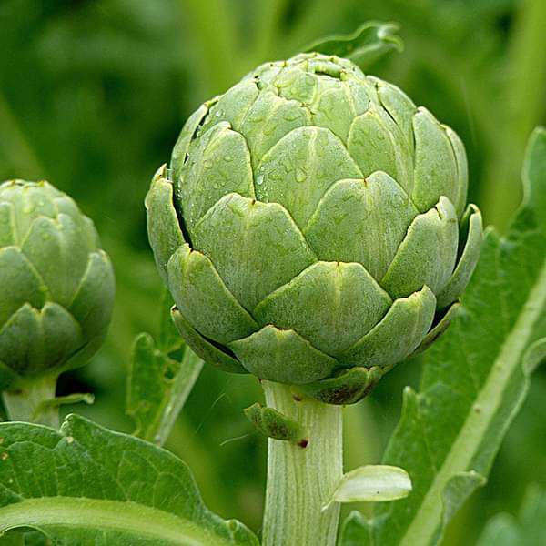 Artichoke Green Globe Vegetable Seeds