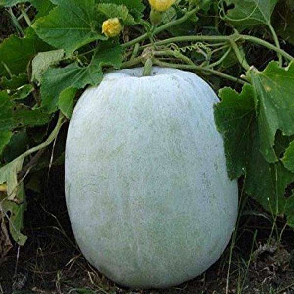 Ash Gourd, Methai Petha, Agri Petha Vegetable Seeds