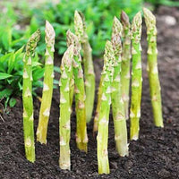 Asparagus Vegetable Seeds