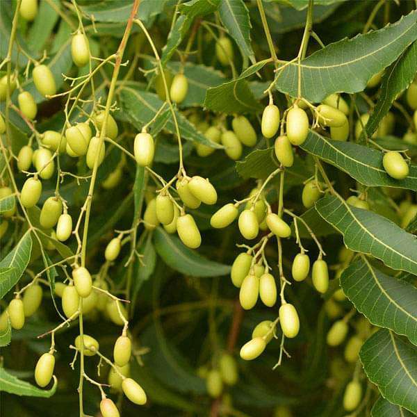 Azadirachta Indica, Neem - Seeds