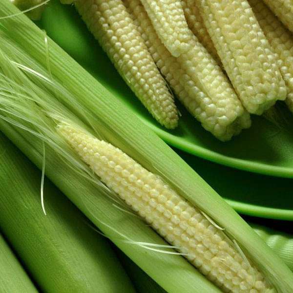 Baby Corn Hybrid Vegetable Seeds