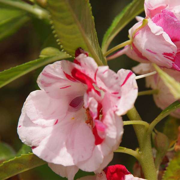 Balsam Single Seeds