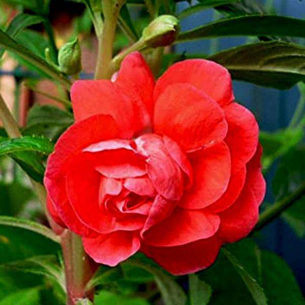 Balsamine Rose Flower Seeds