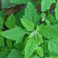 Bathuya, Bathua Vegetable Seeds