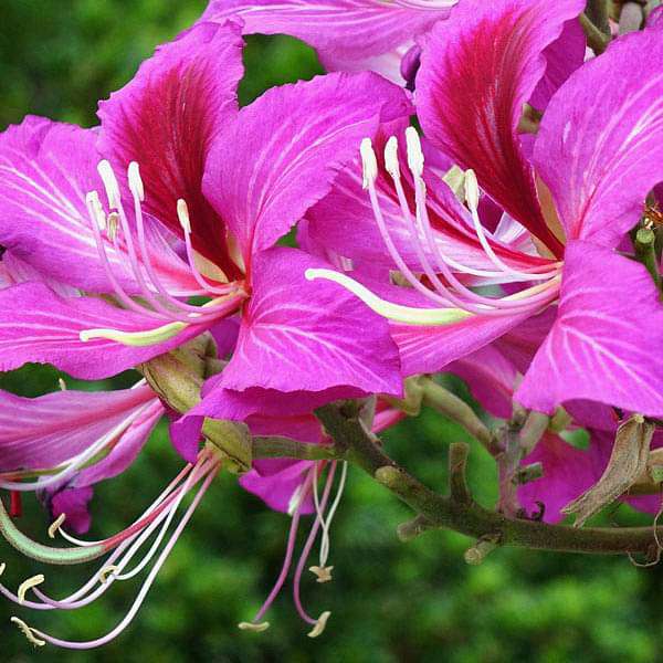 Bauhinia Purpurea Seeds