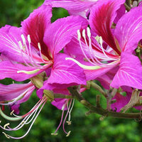 Bauhinia Purpurea Seeds